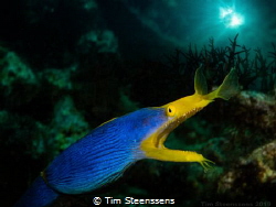 Blue ribbon eel - Double exposure in camera by Tim Steenssens 
